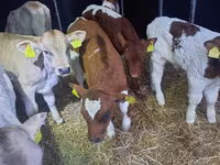 Bika, Simmental cattle — 4. fotó