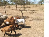 Kos, Cameroon sheep — 1. fotó