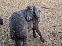 Kos, Karakul sheep — 1. fotó