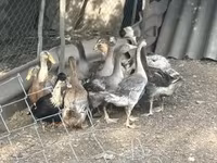 Ducks — foto 1