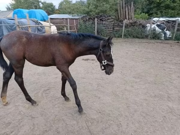 Klisna, Lipizzaner — Maďarsko