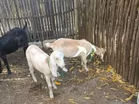 母山羊, Nubian Goat — 照片 3