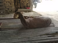 Kos, Juhok — 2. fotó