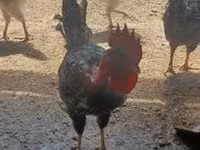 ससेक्स — फ़ोटो 4