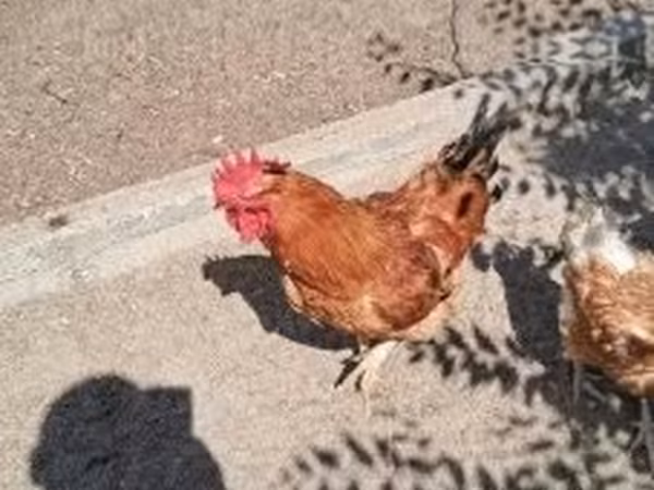 Chickens