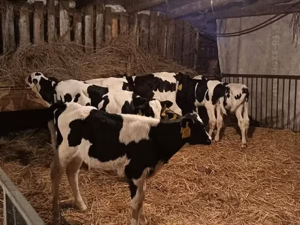 Byk, Russian Black pied cattle