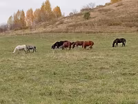 Hing, New Altai Horse — 4. fotó