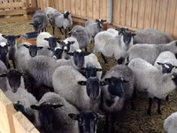 Kos, Romanov sheep — 5. fotó