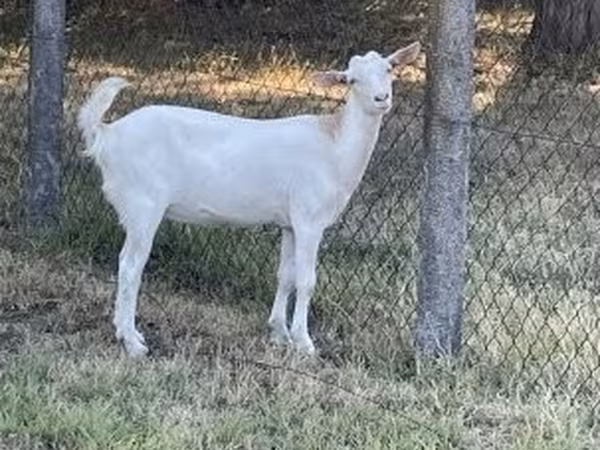Koza, Saanen goat — Maďarsko