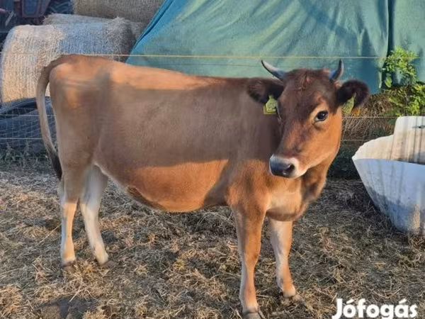 Tehén, Jersey fajta