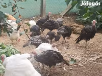 Turkeys — foto 3
