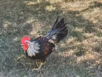 Chickens — photo 2