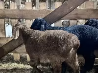 Kos, Baerchuke sheep — 2. fotó