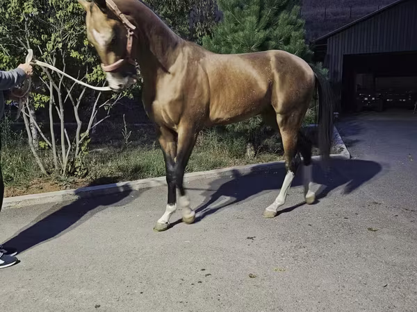 Hing, Akhal-Teke