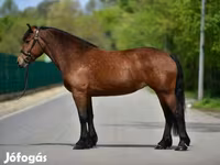 母马, Horses — 照片 3