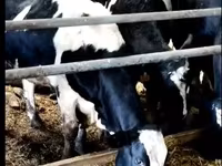 Tehén, Yaroslavl cattle — 1. fotó