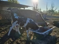 गाय, Simmental cattle — फ़ोटो 2