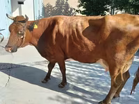 Tehén, Red Estonian cattle — 1. fotó