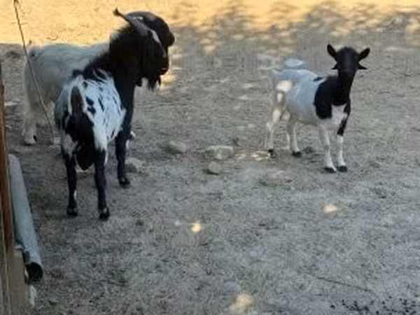 母山羊, Dutch Landrace goats