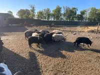 公羊, Racka sheep — 照片 2