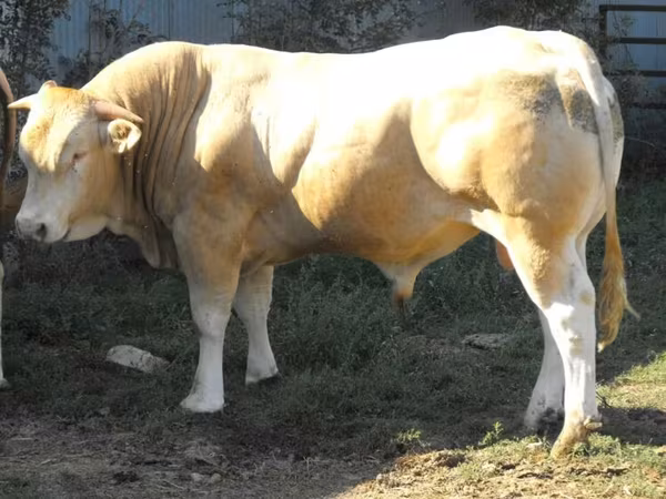 Bika, Blonde d’Aquitane cattle