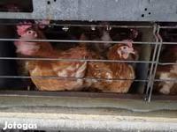 Chickens — 3. fotó