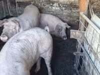 Eber, Schweine — Foto 5