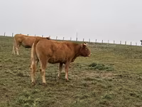 Kuh, Limousin-Kuh — Foto 3