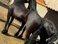 Caballo, Friesian — foto 1