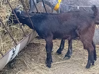 Ziegenbock, Damask goat — Foto 5