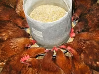 Chickens — foto 1