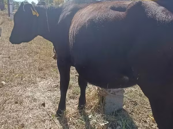 Cattle (batch, sex not specified), Cattle