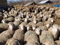 Kos, Kuibyshev sheep — 4. fotó