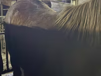 公马, Horses — 照片 1