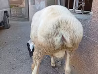 Қошқар, Arashan sheep — 5-сурет