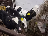 Buğa, Russian Black pied cattle — foto 3