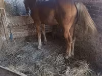 حصان, الخيول — الصورة 1