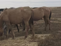 Stute, Mugalzhar horse — Foto 6
