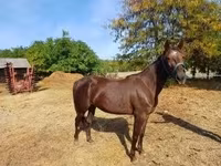 Mare, Standardbred — photo 1