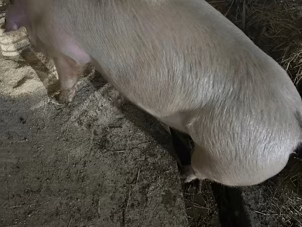 Sow, Pigs