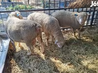 Kos, Ile-de-France sheep — 5. fotó