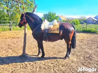 حصان, Hungarian horse breed — الصورة 5
