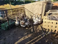 Geese — फ़ोटो 4
