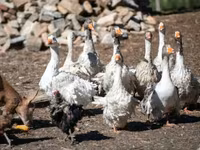 Geese — photo 2