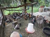 Bantam Holandês — foto 7