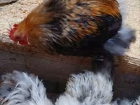 Pekin Bantam — 5. fotó