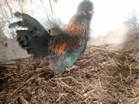 japán bantam — 6. fotó