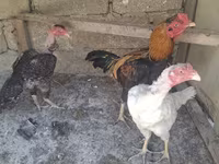 Chickens — الصورة 6