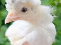 Chickens — photo 2