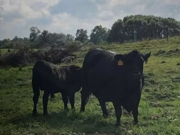 Tehén, Swiss cattle